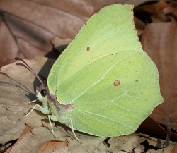 listkowiec cytrynek