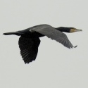 kormoran