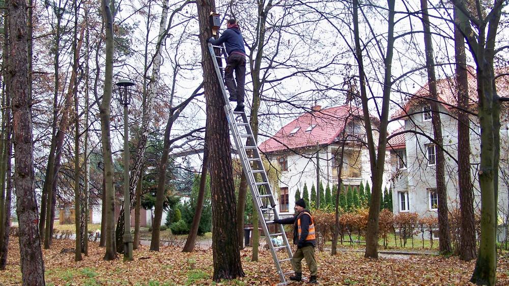 Nowe budki dla ptaków już wiszą w parku images